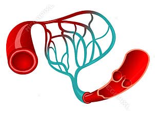 Capillary