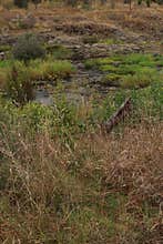 A view of generic vegetation from the Buckleys Falls walking track near Geelong