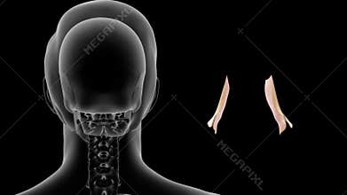 Location of Lacrimal gland in Human