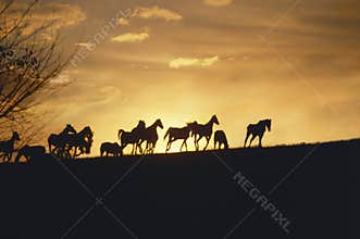 Running mustang horses at sunset