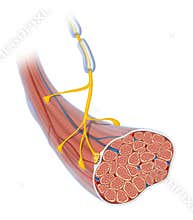 Neuromuscular junction. Skeletal muscle and motor neuron