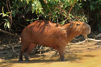 Wild capybara in the Amazon area in Bolivia