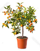 Small citrus tree in the pot