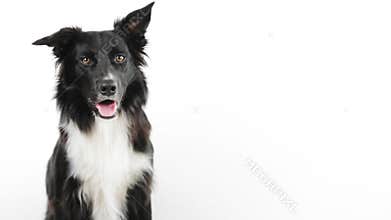 Portrait dog breed Border Collie over white background being curious looking