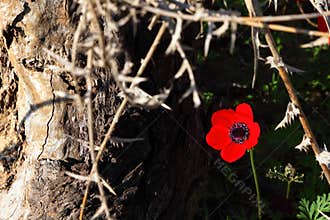 Wild red Anemone flower blooms against old tree. Life and nature