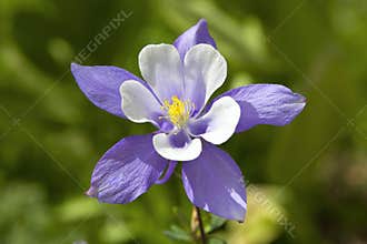 Columbine Colorado State Flower
