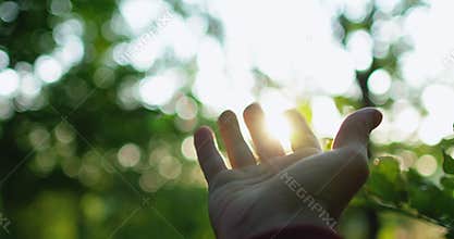 Forest sunrise nature communication hand beam