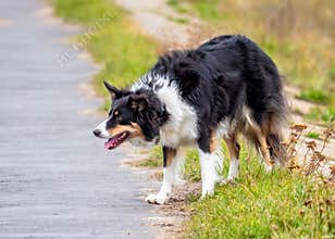 Border Collie - Canis lupus familiaris, waiting to play.