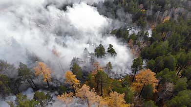 Forest fire. Fire destroys trees and forest animals..