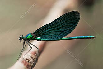 Dragonfly