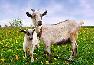 Beautiful summer landscape with a goat