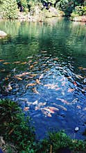 The decorative fish coloring the shoreline
