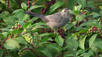 Catbird Eating Berries in a Bush