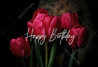 Happy Birthday Greeting on Dark Pink Tulip Background.