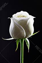 Close-up of a Single White Rose Isolated on Black Background.