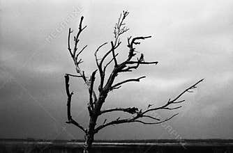 Dried branch
