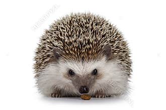 Four toed hedgehog on white background