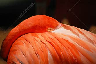 American flamingo close up