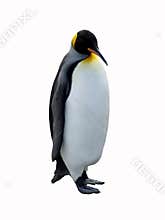 King Penguin