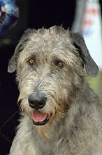 Irish Wolfhound dog