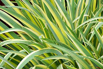 Variegated yellow and green leaves of Iris plant