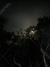 Moon in the darkness tree nightview creepy horor