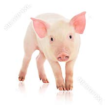Pig on white