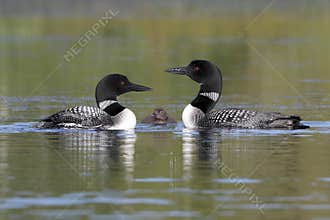 Pair of Common Loons Keeping Watch Over Their Baby