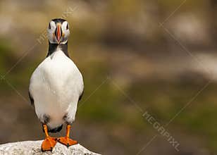 Atlantic puffin fratercula arctica