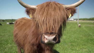 Highland cow with cattle ear tags, long bangs on her eyes and large horns.