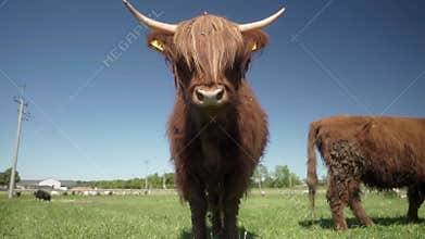 Highland cow with cattle ear tags, long bangs on her eyes and large horns.