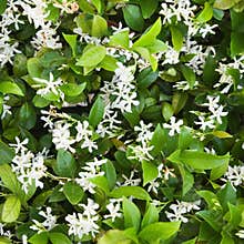 Flowering Jasmine.