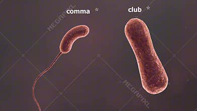 Comma shaped Bacteria