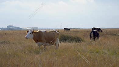 A cow is grazing in an autumn field. A herd of cows eats dry hay outdoors. dairy farming. Cattle breeding concept.