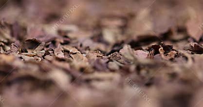 a broken and colored cigar made of high-quality tobacco leaves