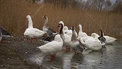Geese in a Beautiful and Serene Natural Setting Environment