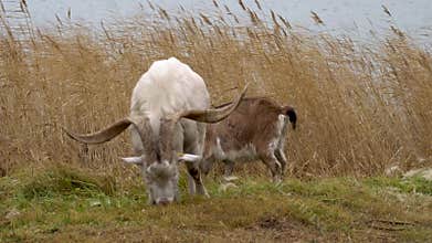 Goat breeding in the village. goat with big horns is a male eating grass in a field in the village. The concept of