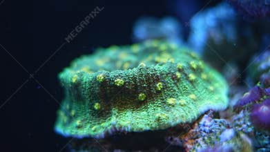 space invader chalice coral polyp on live rock, green fluorescent animal in stress, expensive demanding pet for aquarist, reef