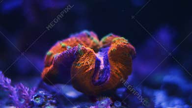 LPS lobed brain coral polyp open in laminar flow, live rock ecosystem aquarium, fluorescent demanding pet for experienced pro