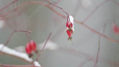 Wild Rose Under Snow. Red Rosehip Berries With Hoar Frost. Snow Covered Rosehip Fruits Grow.