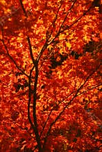 Autumn maple