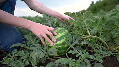 farmer in watermelon field. agricultural business concept. a young farmer walks through a field and looks at lifestyle