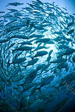 School of fish