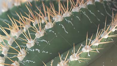 Close-up of a green cactus with large needles in a botanical garden. Plants are common in deserts. Vertical video