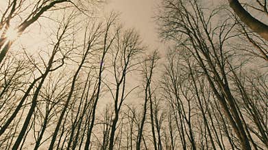 Beautiful Spring Morning In Forest. Moving In Spring Forest. Gimbal Shot.