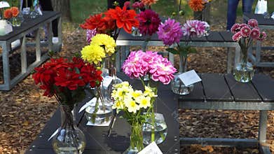 Diverse Dahlia flowers are shown at an outdoor flower exhibition