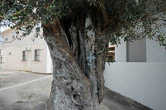 A painted decorative cross hangs on the trunk of an Olea europaea tree with fruits in August in Lardos. Rhodes Island, Greece
