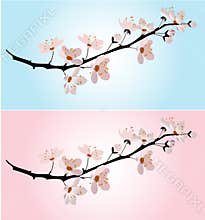 Cherry blossom on pink and blue