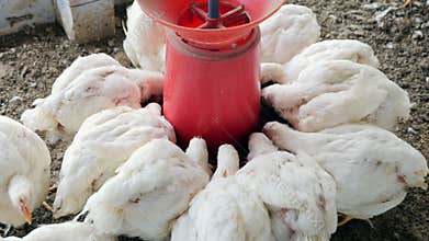 A Feeding Chickens Poured Chicken Feed