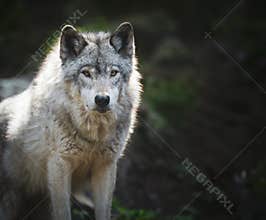 Lone, grey wolf staring intensely into the frame sitting on a green, rocky hill